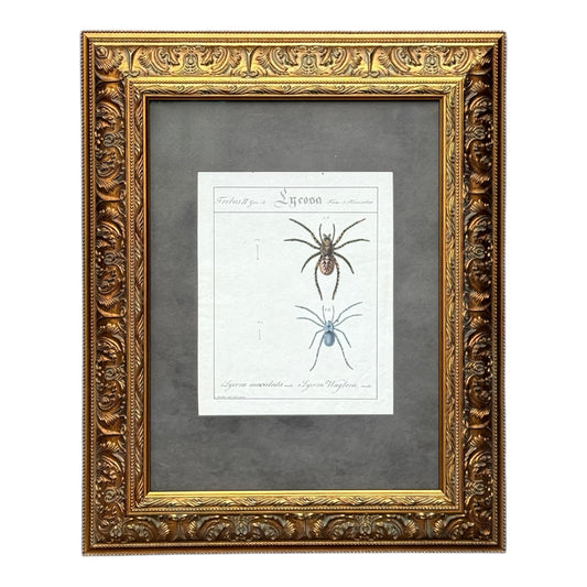 Lycosa Maculata and Lycosa Waglerii - Framed Art by Carl Wilhelm Hahn