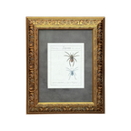 Lycosa Maculata and Lycosa Waglerii - Framed Art by Carl Wilhelm Hahn