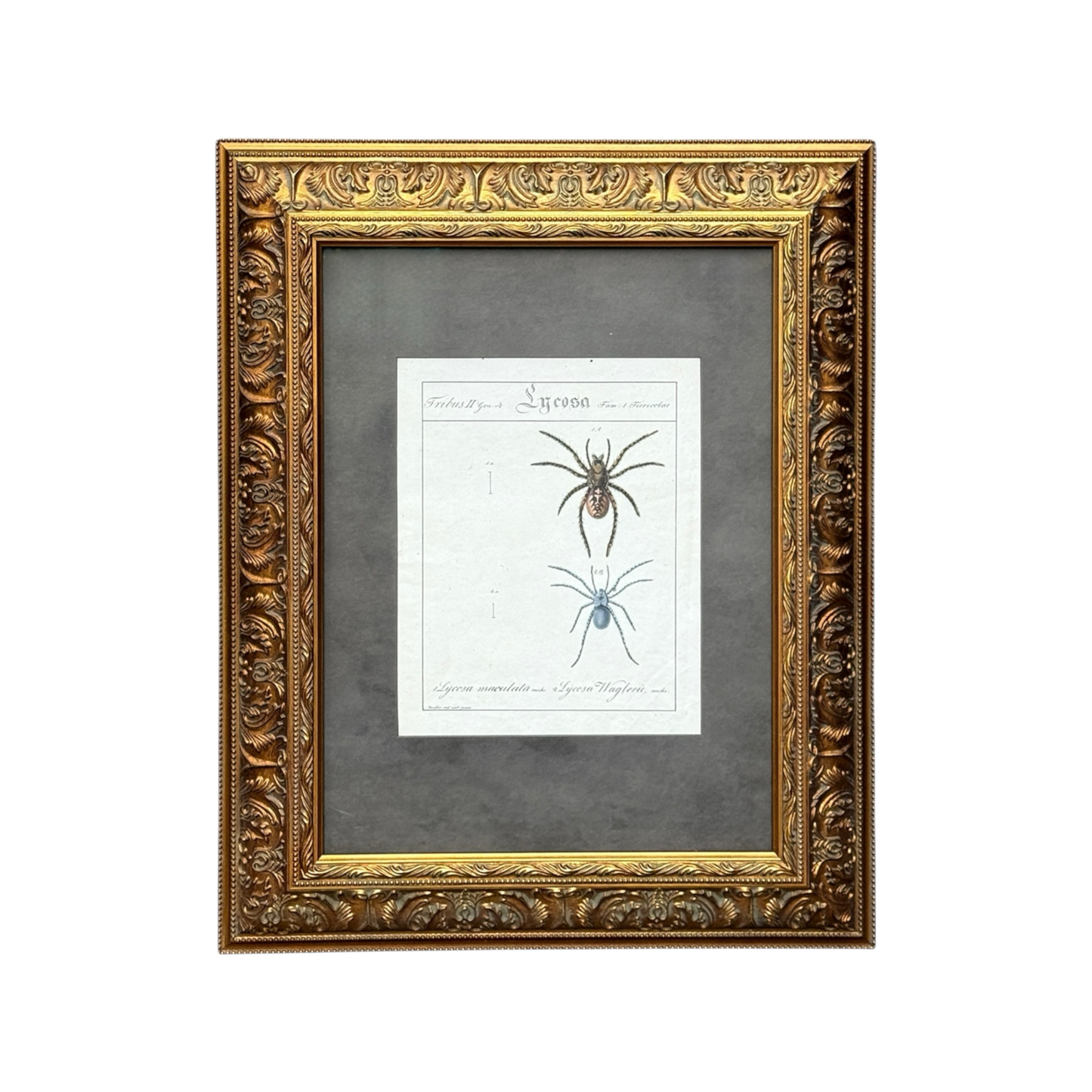 Lycosa Maculata and Lycosa Waglerii - Framed Art by Carl Wilhelm Hahn