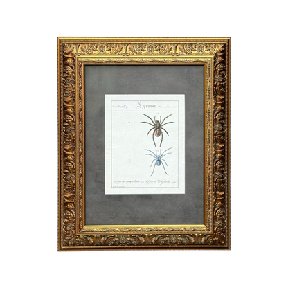 Lycosa Maculata and Lycosa Waglerii - Framed Art by Carl Wilhelm Hahn