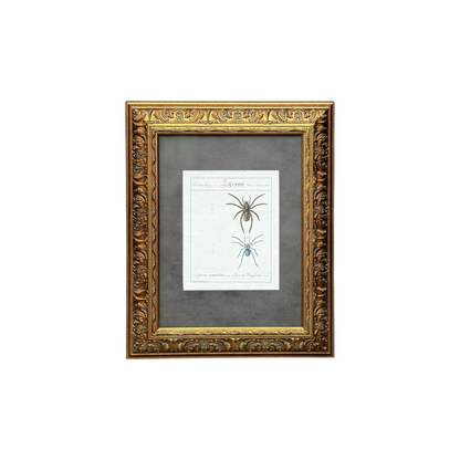 Lycosa Maculata and Lycosa Waglerii - Framed Art by Carl Wilhelm Hahn