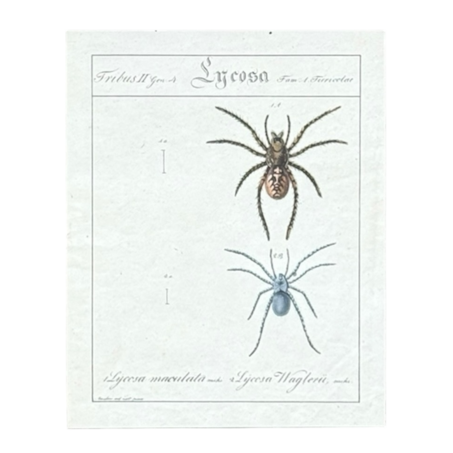 Lycosa Maculata and Lycosa Waglerii - Framed Art by Carl Wilhelm Hahn