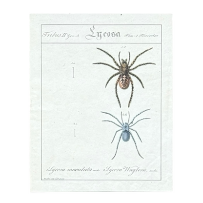 Lycosa Maculata and Lycosa Waglerii - Framed Art by Carl Wilhelm Hahn