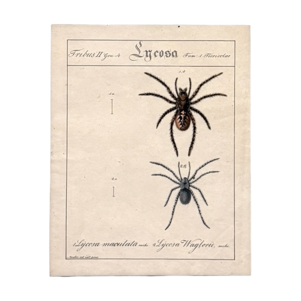 Lycosa Maculata and Lycosa Waglerii - Framed Art by Carl Wilhelm Hahn