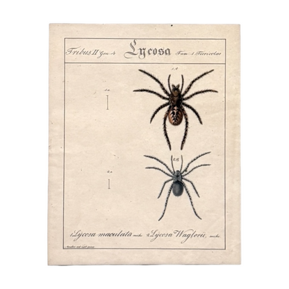 Lycosa Maculata and Lycosa Waglerii - Framed Art by Carl Wilhelm Hahn