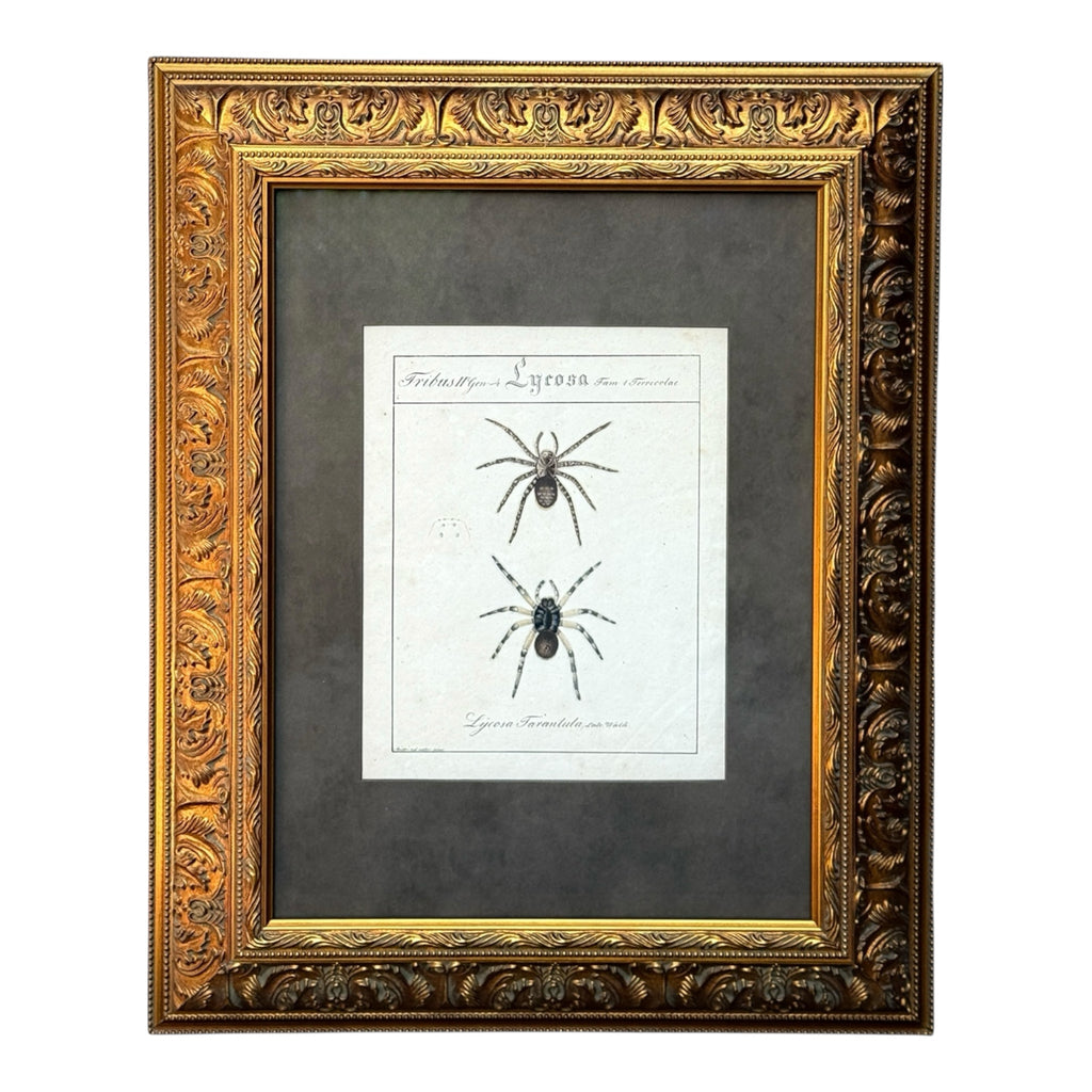 Lycosa Tarantula - Framed Art by Carl Wilhelm Hahn