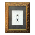Lycosa Tarantula - Framed Art by Carl Wilhelm Hahn