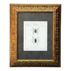Lycosa Tarantula - Framed Art by Carl Wilhelm Hahn