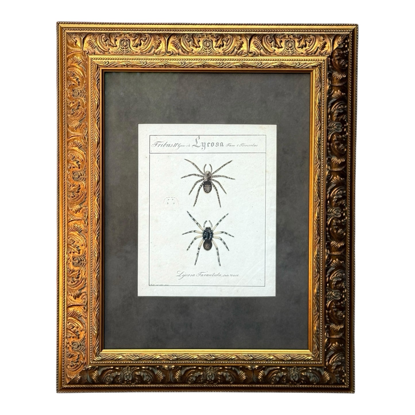 Lycosa Tarantula - Framed Art by Carl Wilhelm Hahn