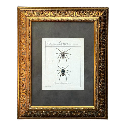 Lycosa Tarantula - Framed Art by Carl Wilhelm Hahn