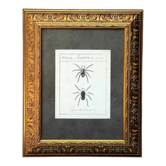 Lycosa Tarantula - Framed Art by Carl Wilhelm Hahn