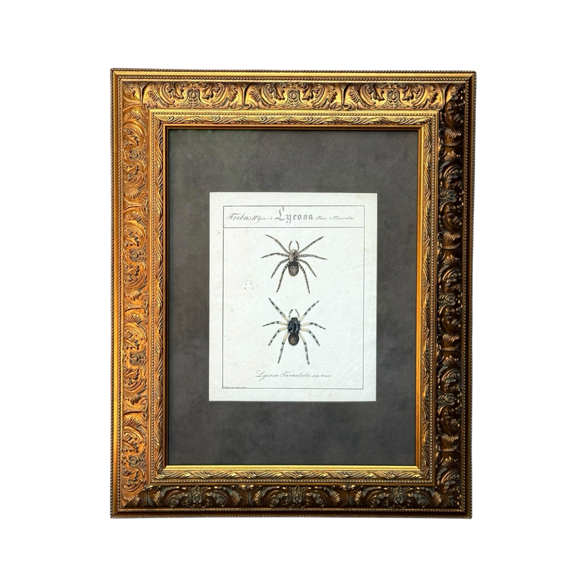 Lycosa Tarantula - Framed Art by Carl Wilhelm Hahn