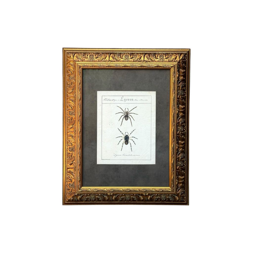 Lycosa Tarantula - Framed Art by Carl Wilhelm Hahn