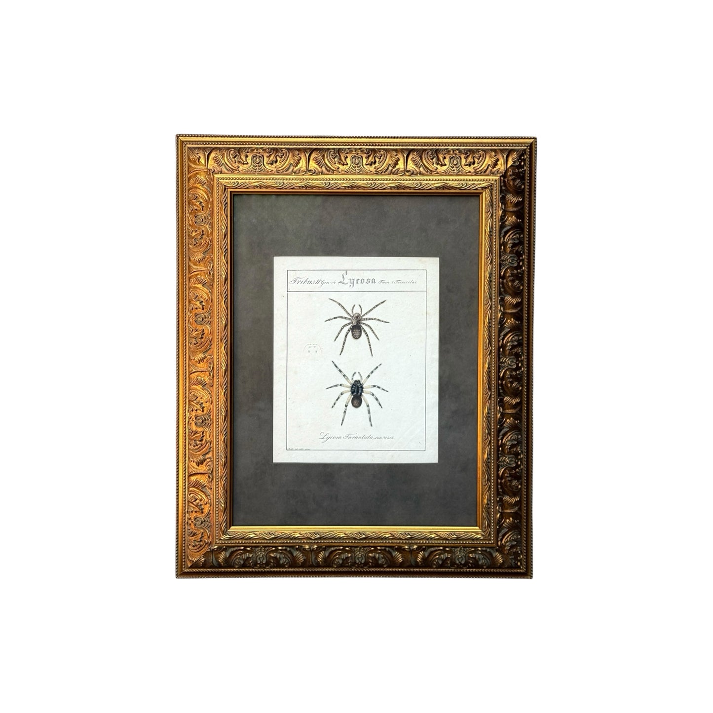 Lycosa Tarantula - Framed Art by Carl Wilhelm Hahn