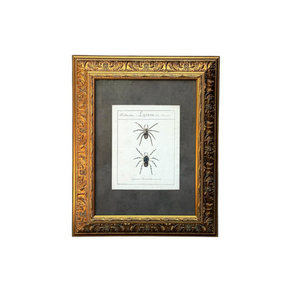 Lycosa Tarantula - Framed Art by Carl Wilhelm Hahn