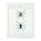Lycosa Tarantula - Framed Art by Carl Wilhelm Hahn