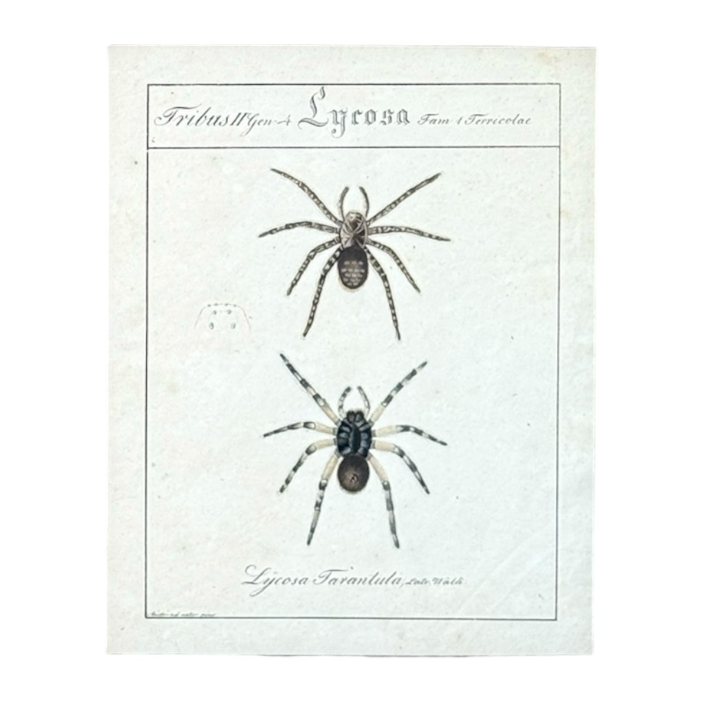 Lycosa Tarantula - Framed Art by Carl Wilhelm Hahn
