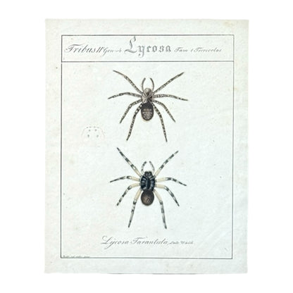 Lycosa Tarantula - Framed Art by Carl Wilhelm Hahn