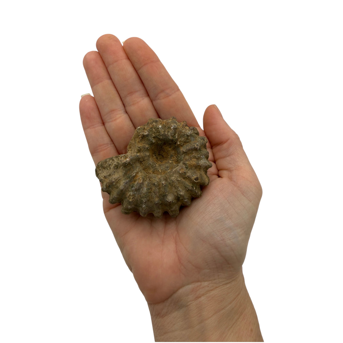 Ammonite (Spiny)