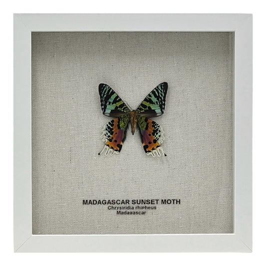 Madagascar Sunset Moth