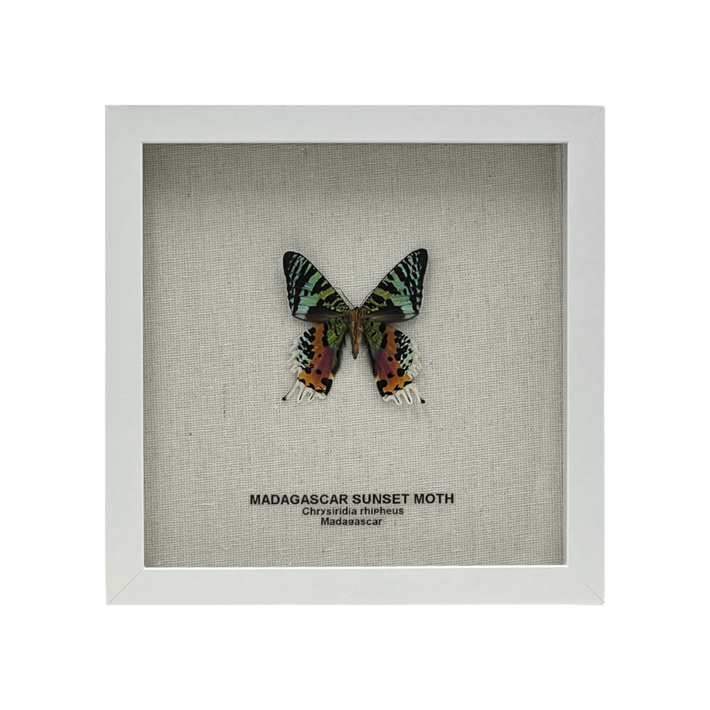 Madagascar Sunset Moth