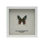 Madagascar Sunset Moth