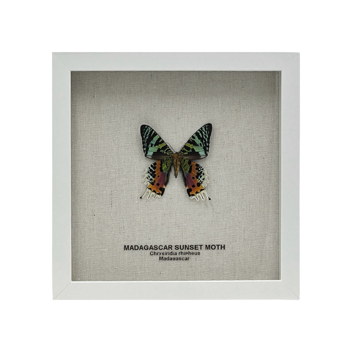 Madagascar Sunset Moth