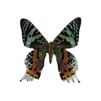 Madagascar Sunset Moth