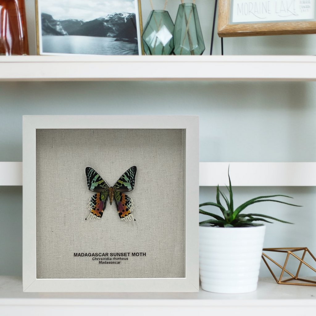 Madagascar Sunset Moth