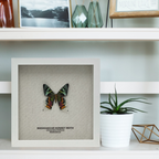 Madagascar Sunset Moth