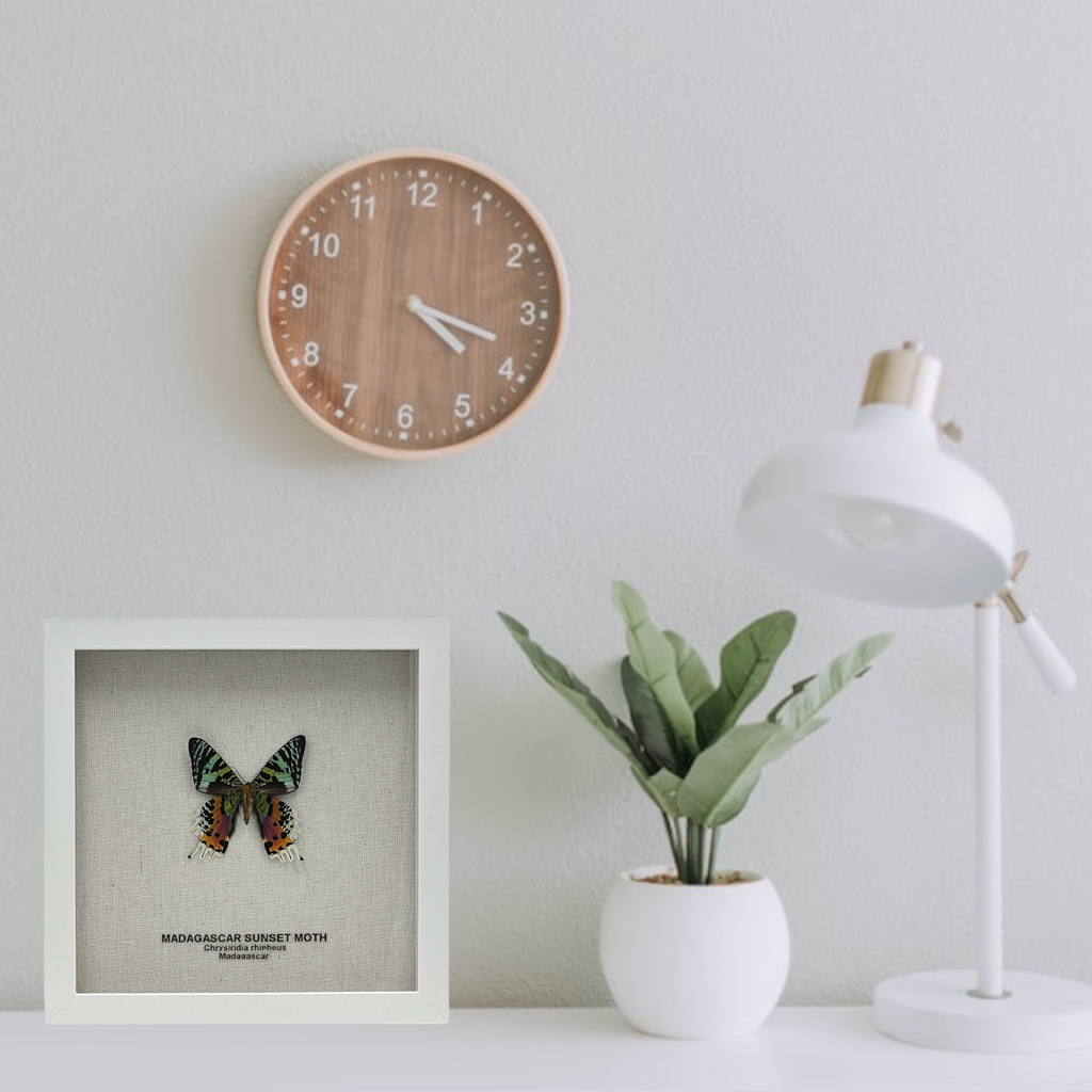 Madagascar Sunset Moth