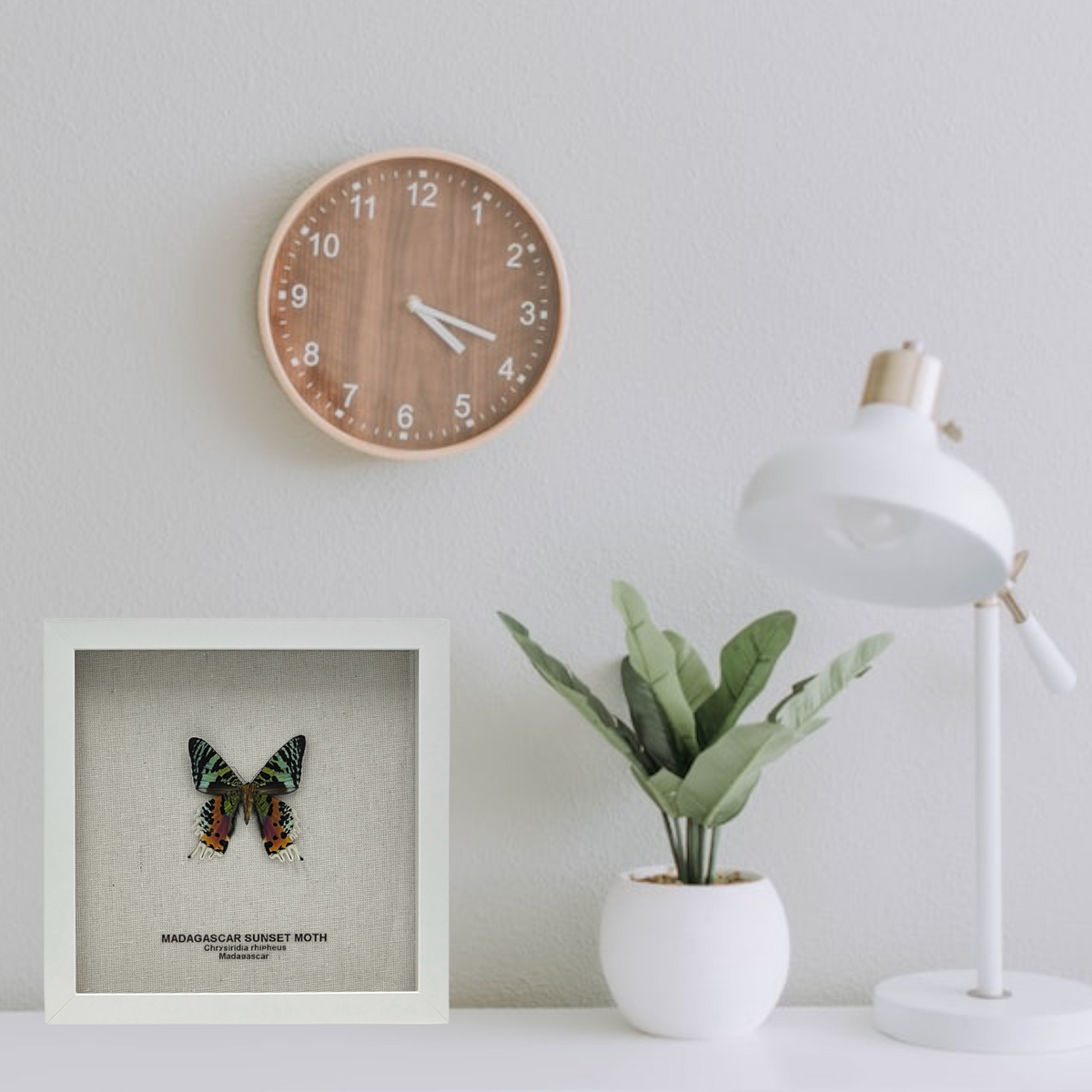 Madagascar Sunset Moth