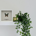 Madagascar Sunset Moth