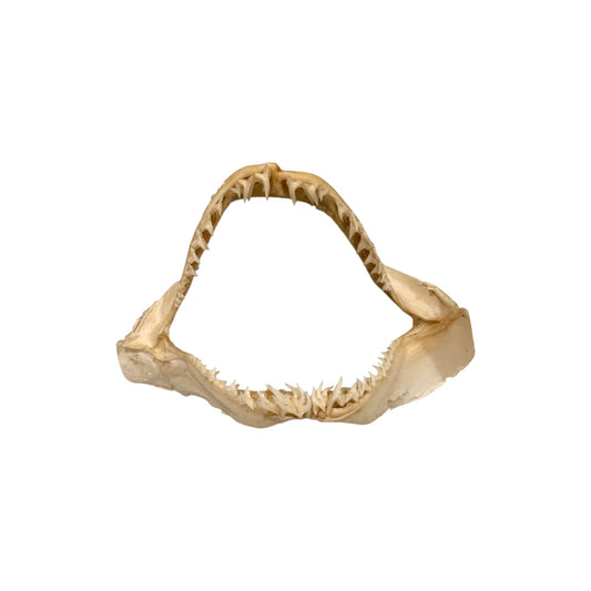 Shark Jaw (Mako Shark)