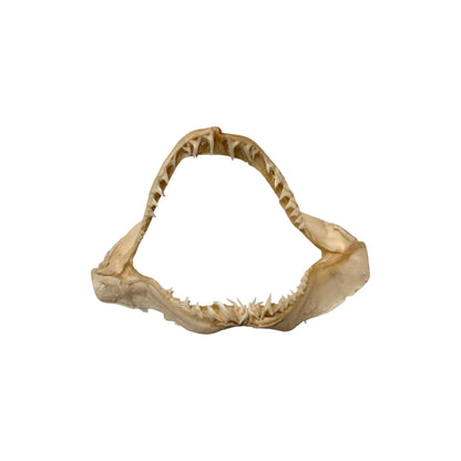 Shark Jaw (Mako Shark)