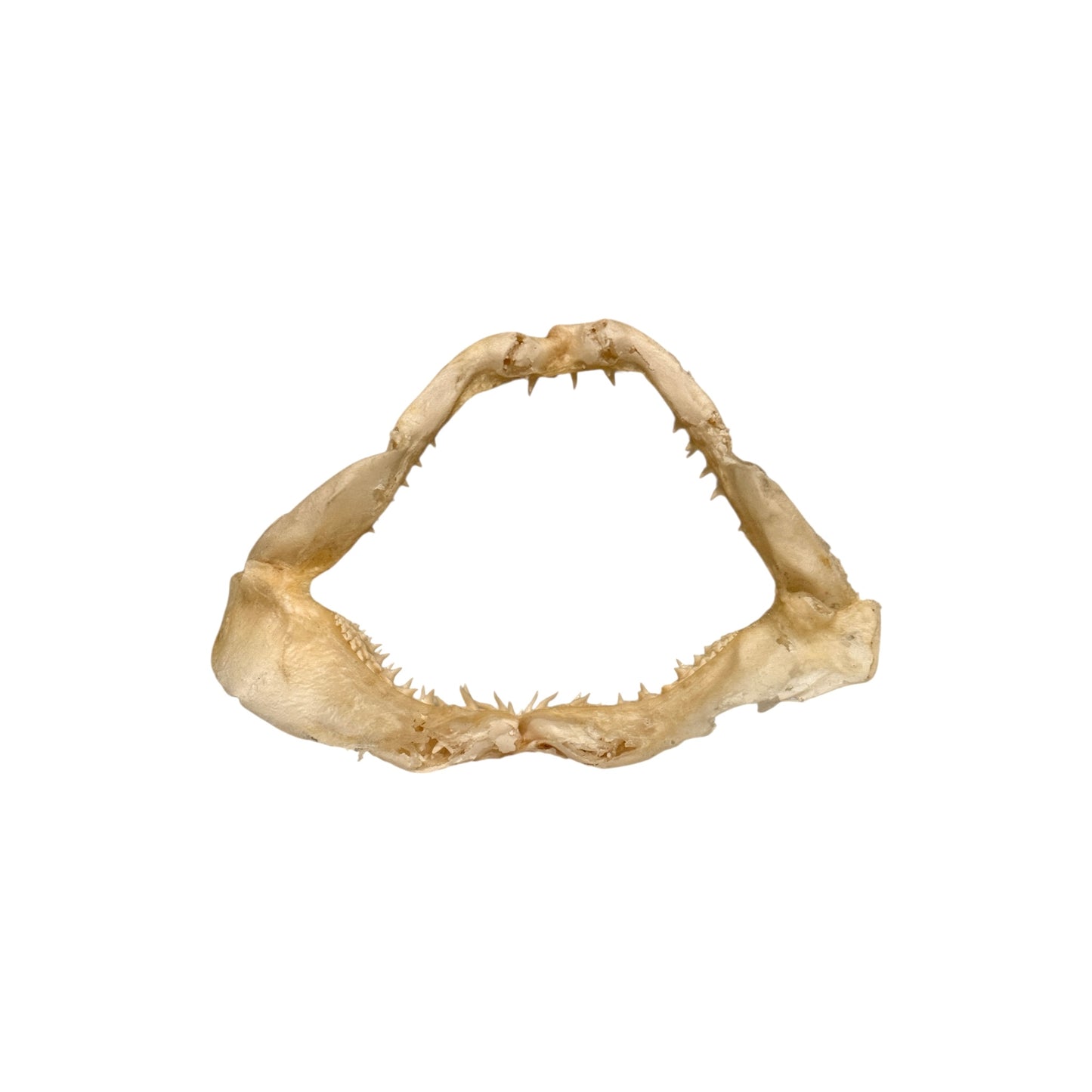 Shark Jaw (Mako Shark)