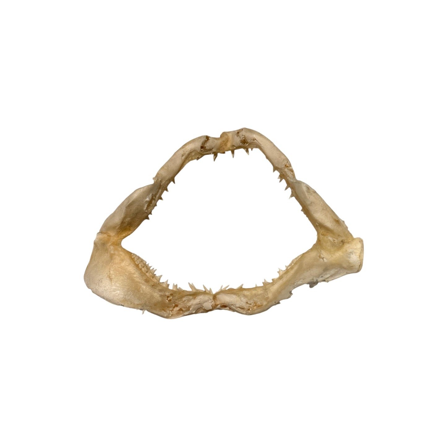 Shark Jaw (Mako Shark)