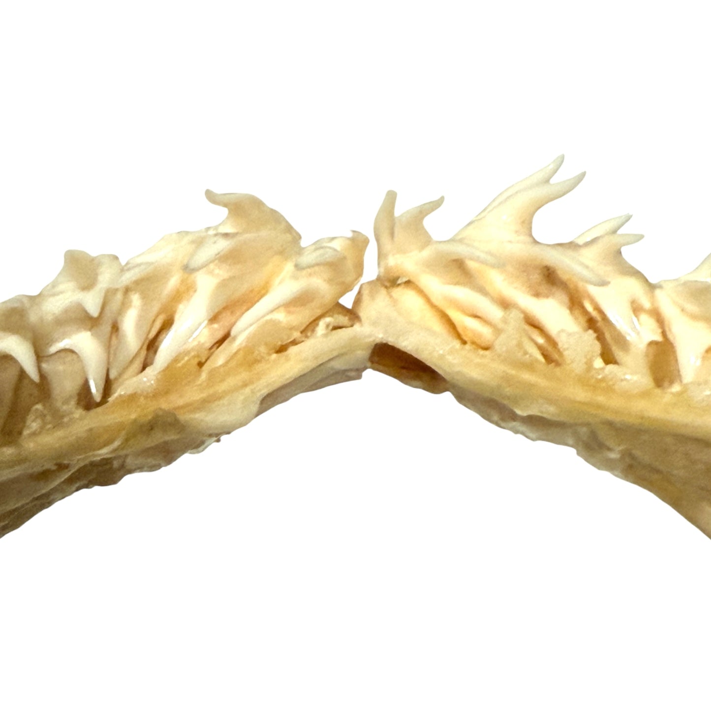 Shark Jaw (Mako Shark)