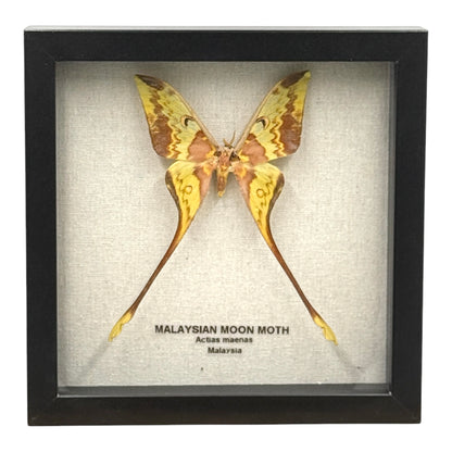 Malaysian Moon Moth