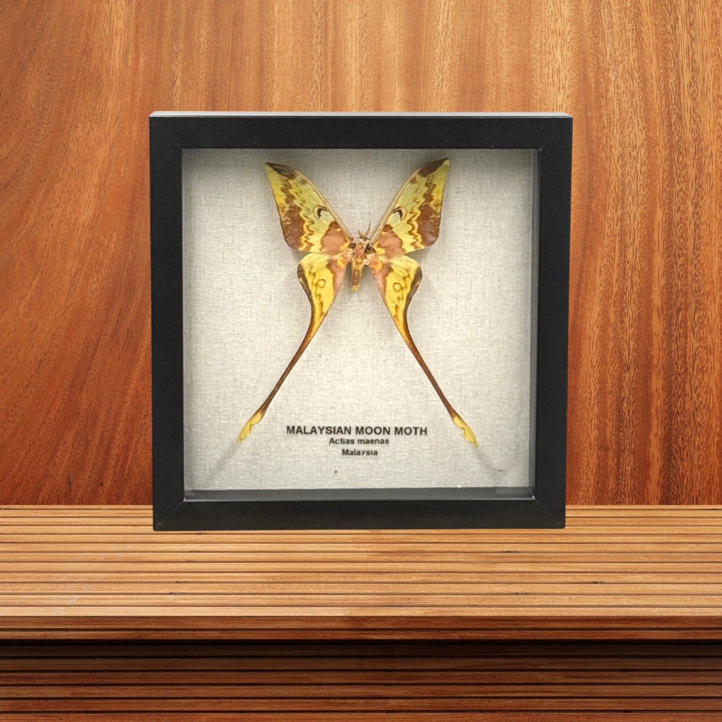 Malaysian Moon Moth