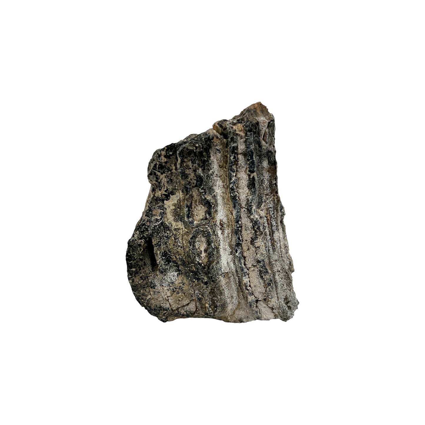 Mammoth Tooth Fragment (Small)