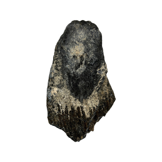 Mammoth Tooth Fragment (Medium)