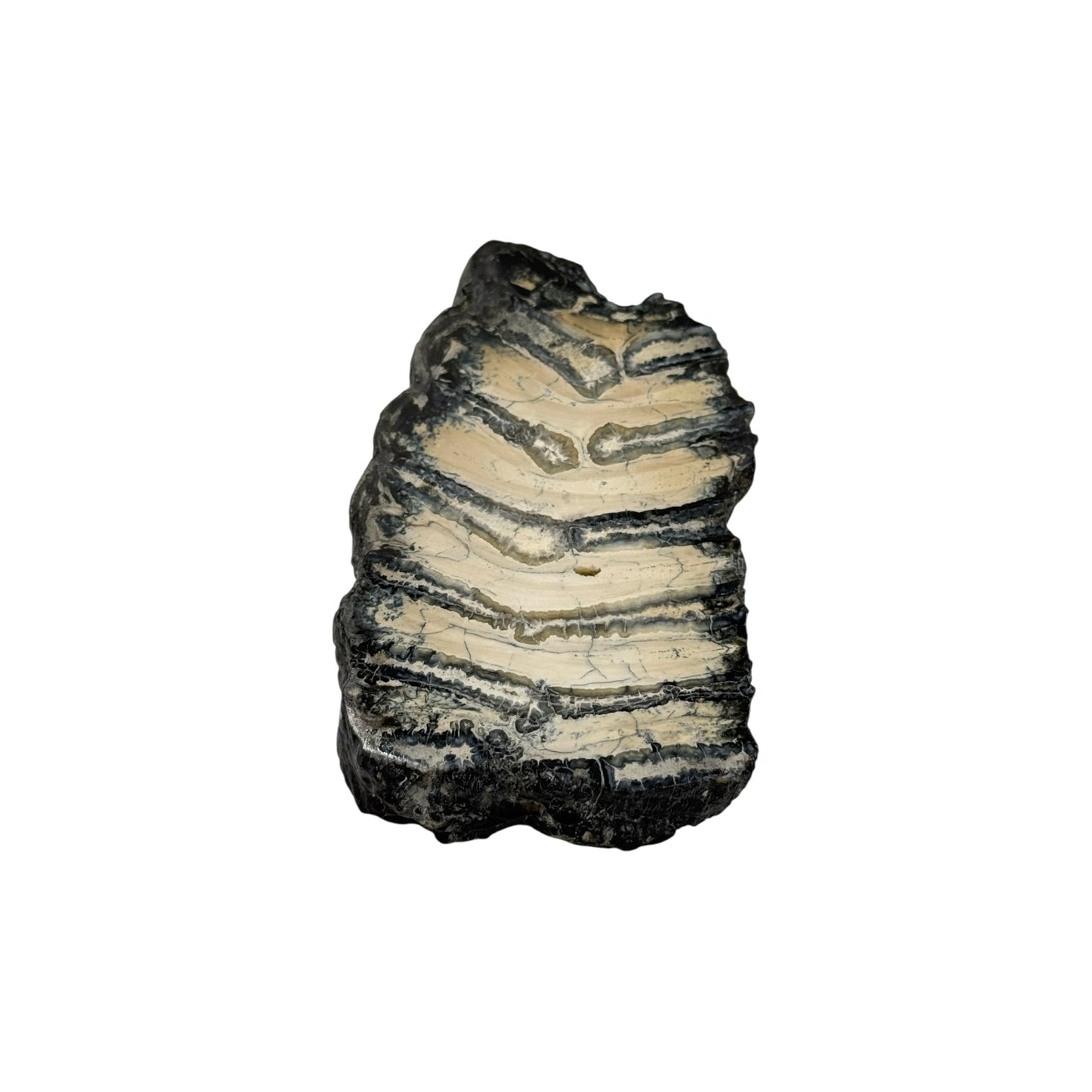 Polished Mammoth Tooth Section