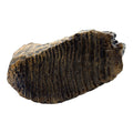 Tooth Replica (Woolly Mammoth)