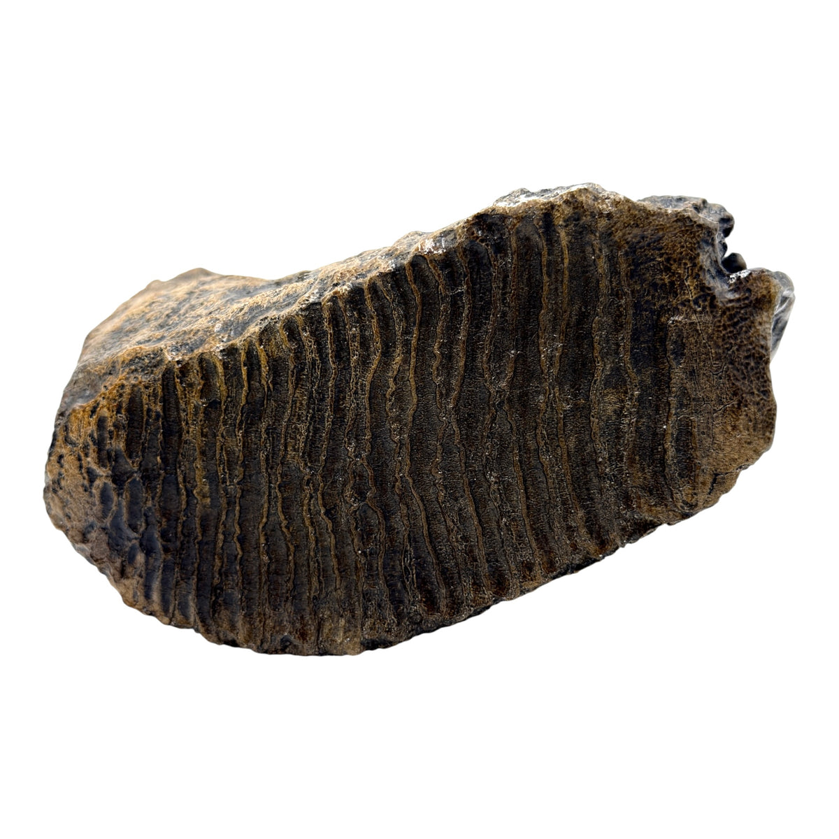 Tooth Replica (Woolly Mammoth)