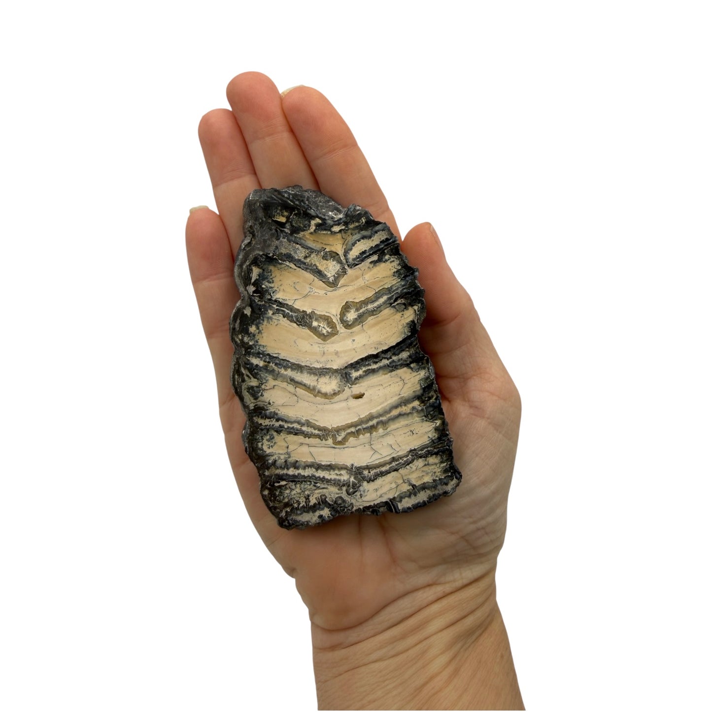 Polished Mammoth Tooth Section