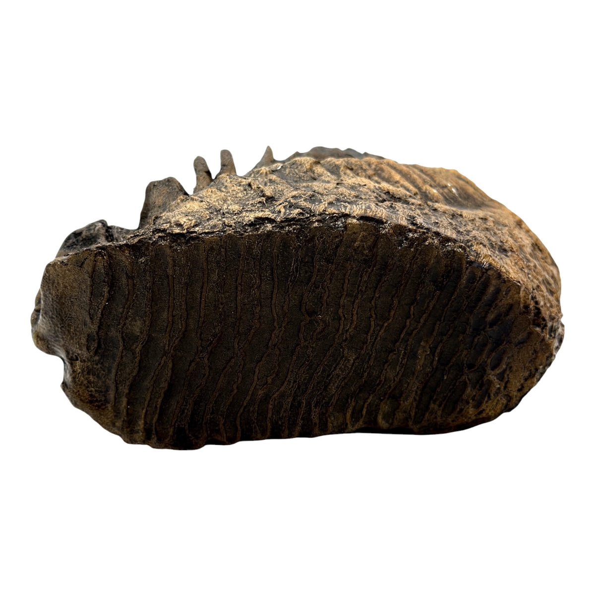 Tooth Replica (Woolly Mammoth)