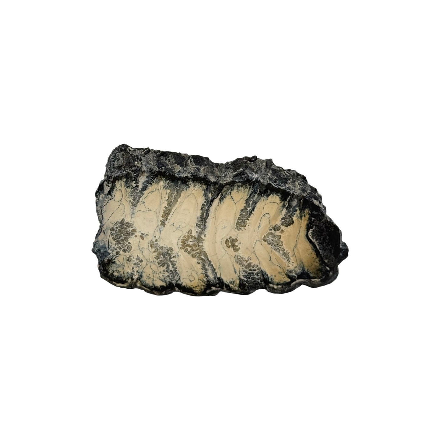 Polished Mammoth Tooth Section