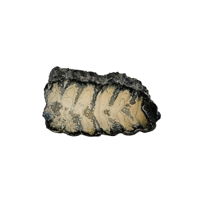 Polished Mammoth Tooth Section