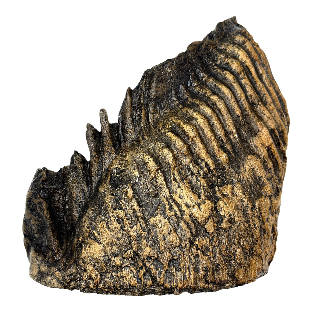 Tooth Replica (Woolly Mammoth)